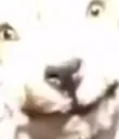 stealthi