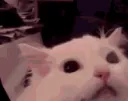 Catrage