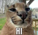 hi hi