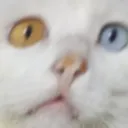 AR_TateWha AR_TateWha