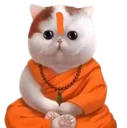 Sadhu_cat