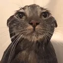 wetcat