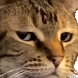 goaCatGlare goaCatGlare