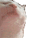 catjam Discord emoji
