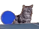 GameOfCatTreats Discord Emoji