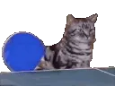GameOfCatTreats