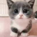 Kiti