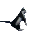PossessedFeline