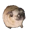 dancingdog