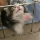 kittyout