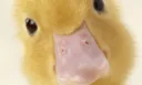 dukk