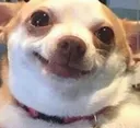 animaldogomghibae