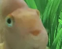 FishDerp