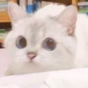 Nekostare NekoStare Discord Emoji
