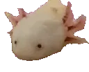 AxolotlEat