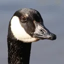 goosemod goosemod