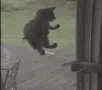 ABJcatdoor