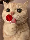 cattii