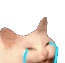 kittycry