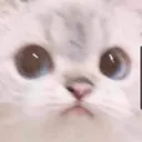 Catwtf catwtf Discord Emoji