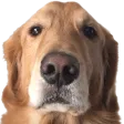 DogO DogO