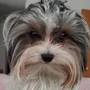 sammy