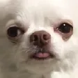 dog_bruh