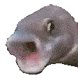 PogFish