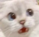 CatShock