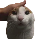 mepettingmycat mepettingmycat