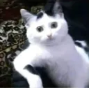 pp454