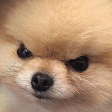 furiousdog