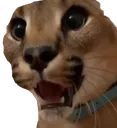 floppapog
