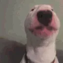 waltervibe