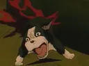 dead_dog