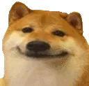 smiledog