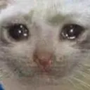 catcry