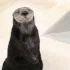 otterslide