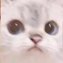 meowlook