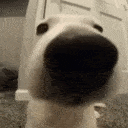 dogisniff Discord emoji