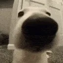 dogisniff dogisniff
