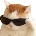 coolcat