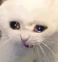 SadderCat