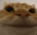 nocat