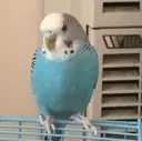 milo milo