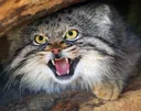 2anger