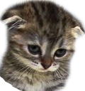 catsad Discord emoji