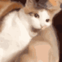 Catnom catnom Discord Emoji