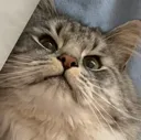 boi