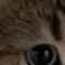 meow1